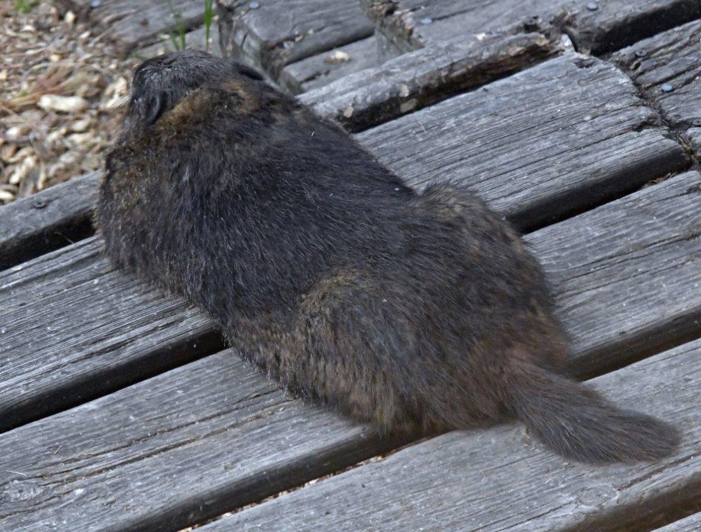 Woodchuck