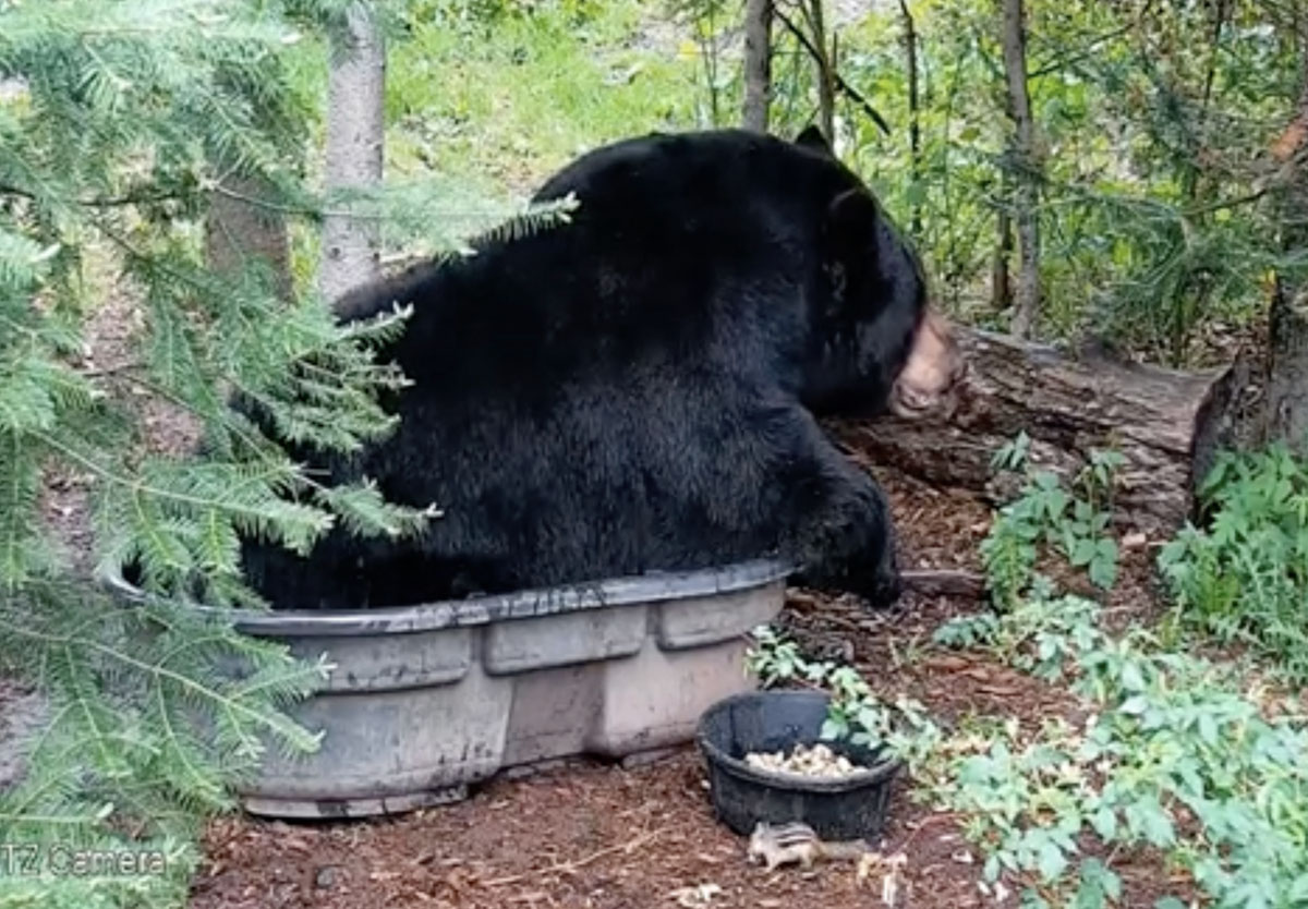 Ted and the chipmunk