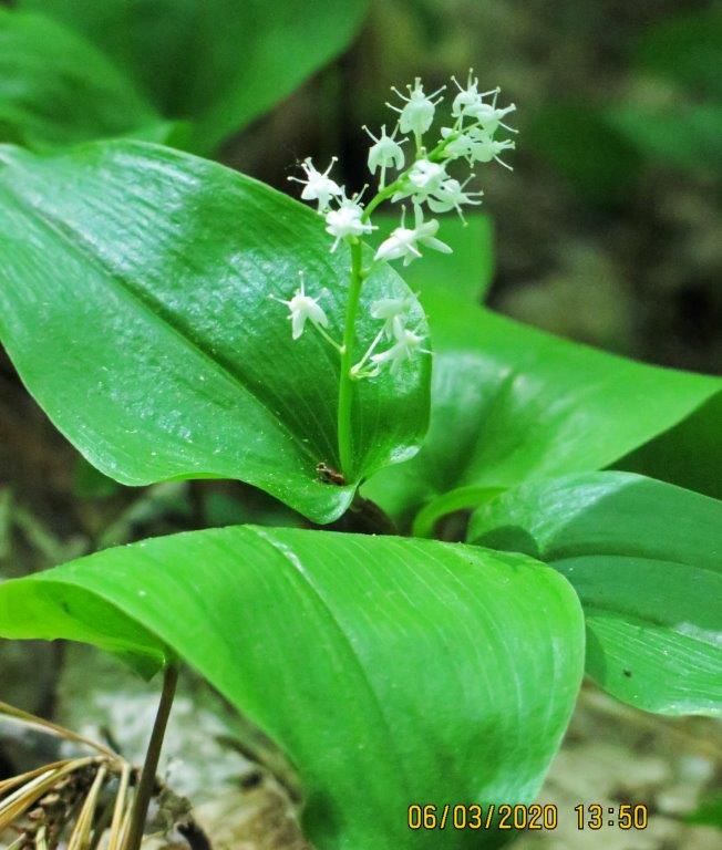False Lily of the valley