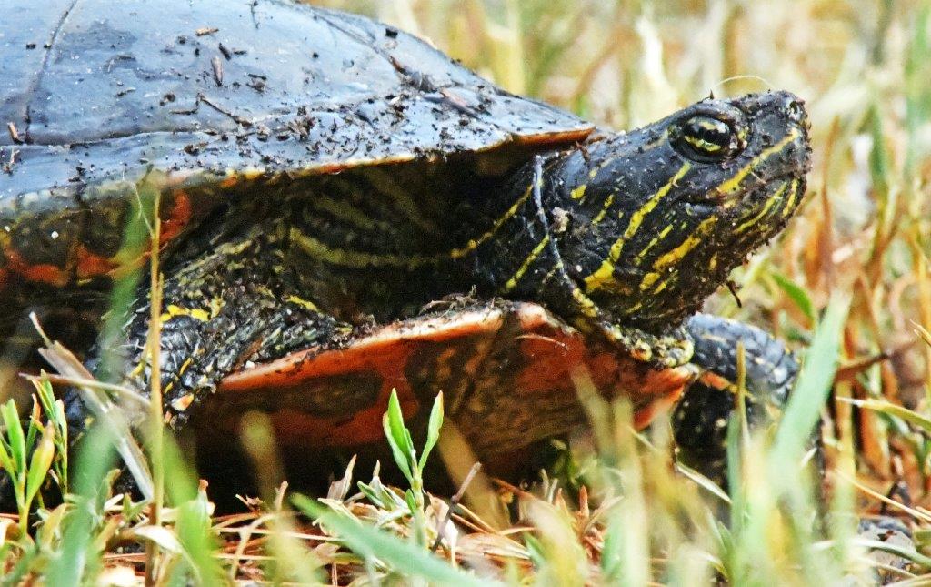Painted turtle laying eggs