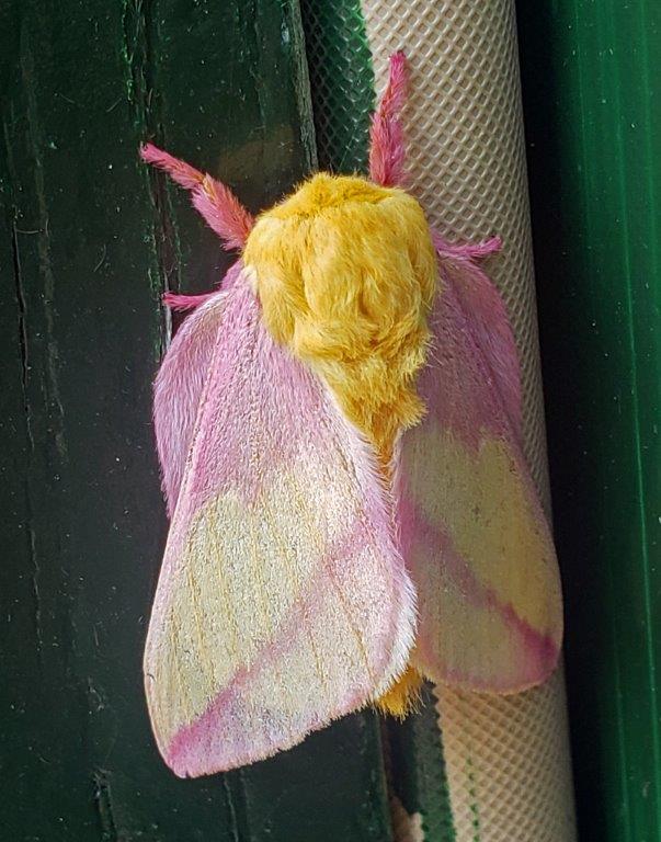Pink Prominent Moth