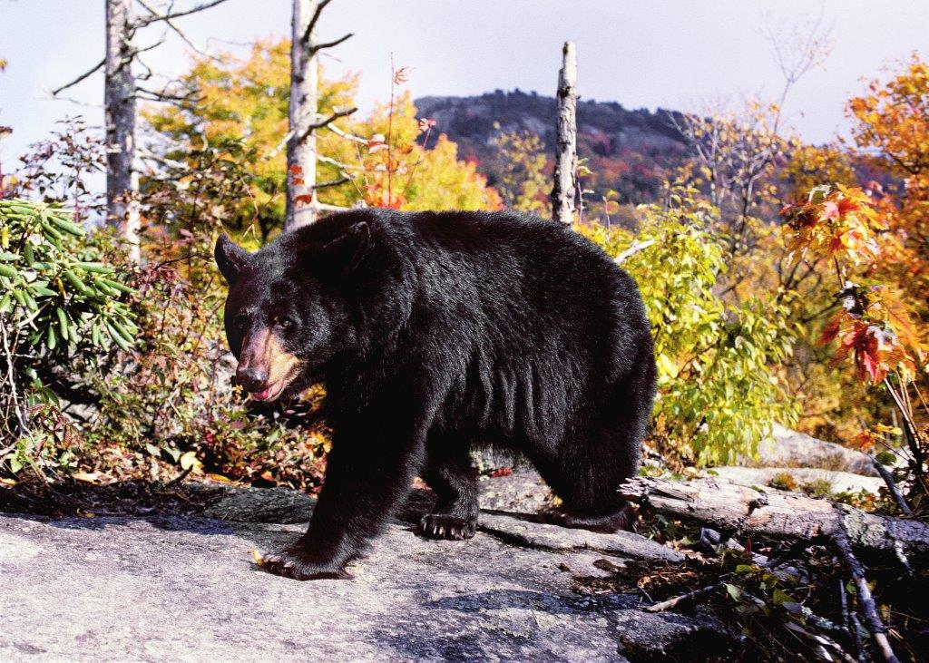 Gerry on Grandfather Mountain