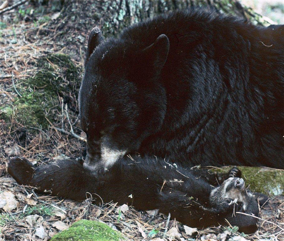 Terri Grooming Gerry
