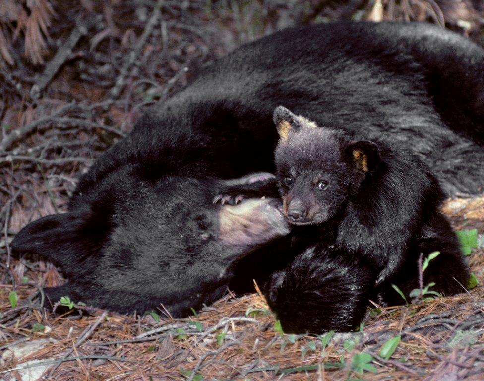 Gerry playing with cub 1992