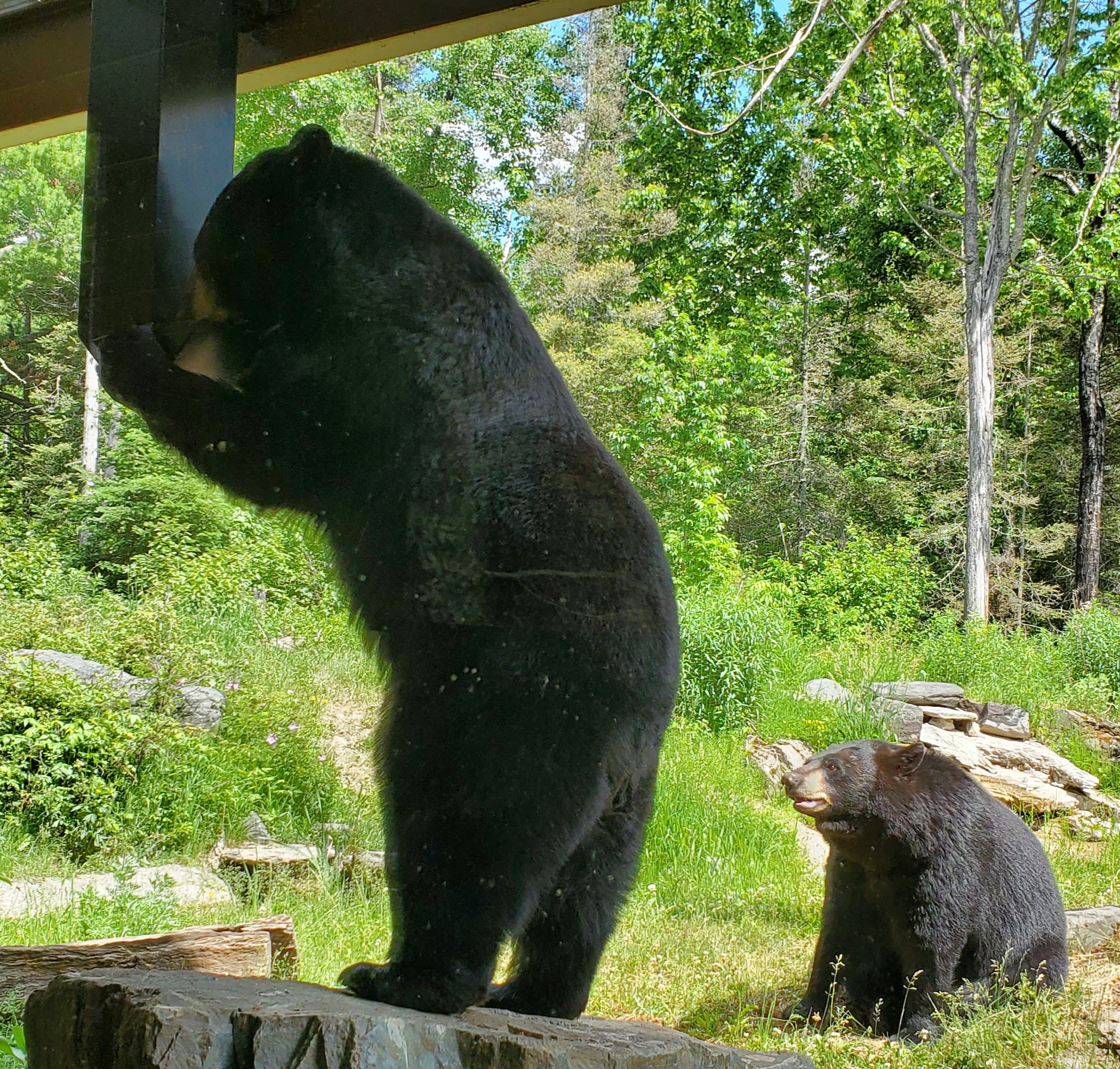Lucky snacks, Holly watches