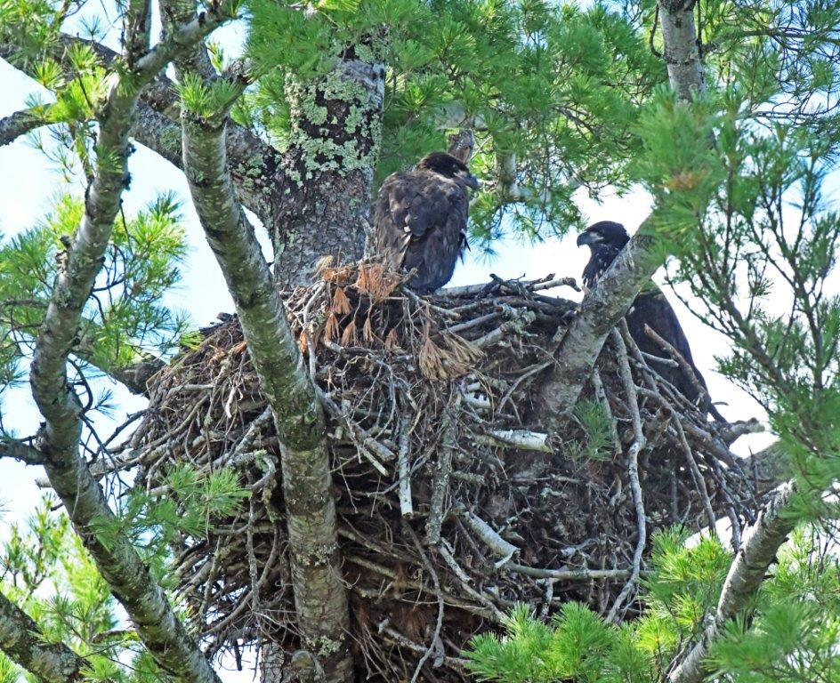 Bald eaglets