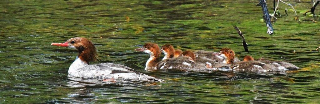 Common Merganser family