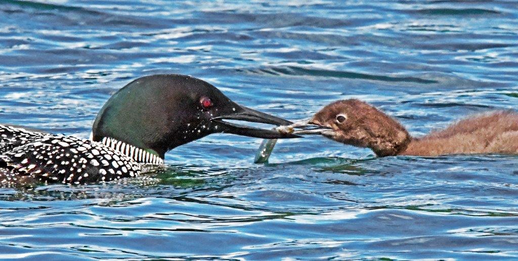 Loon feeding chick
