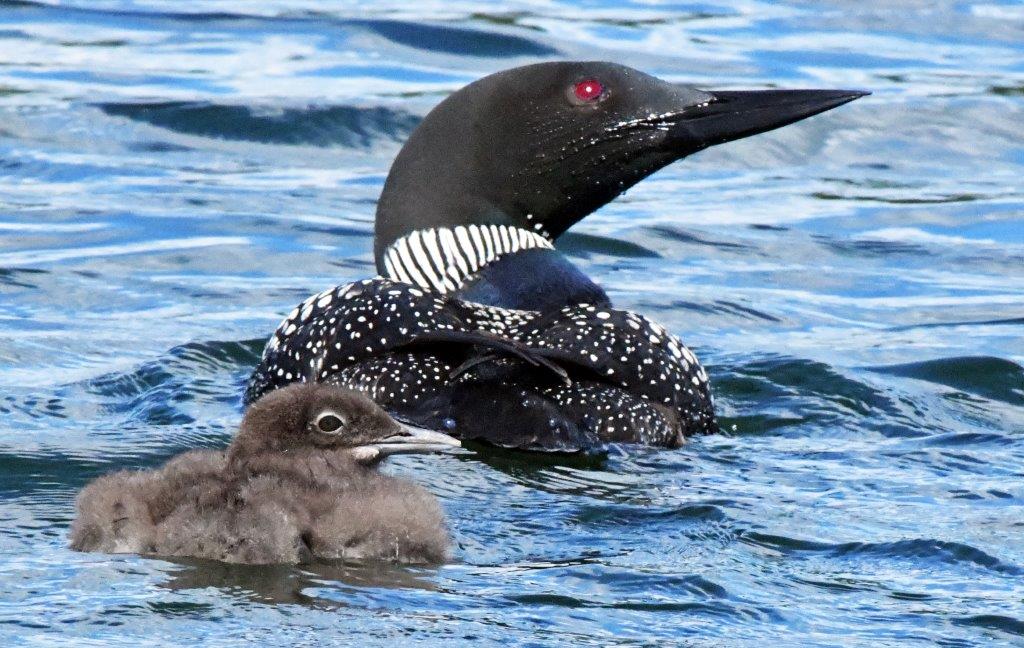 Loon w chick