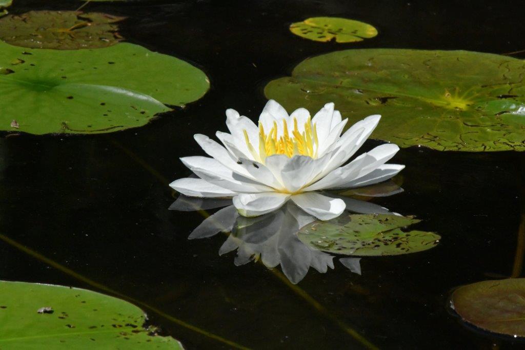 White water lily