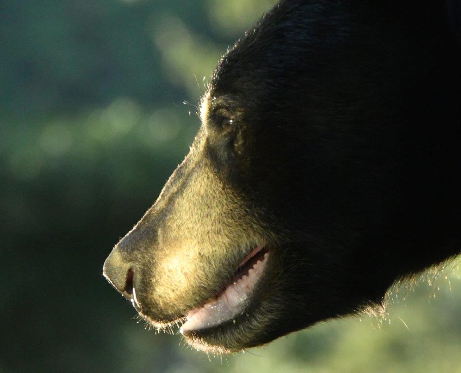 yearling male Bramble