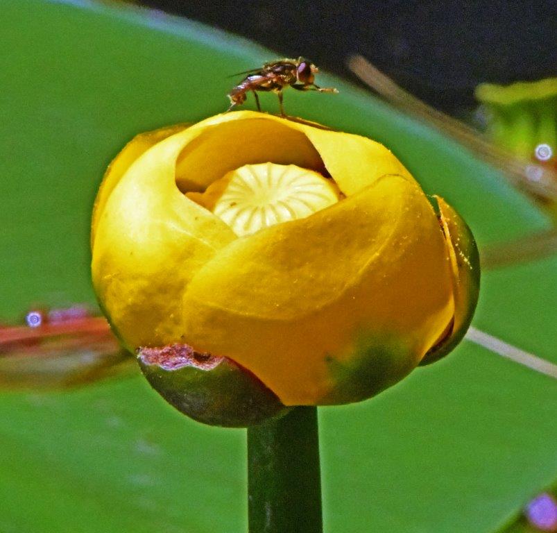 Yellow water lily