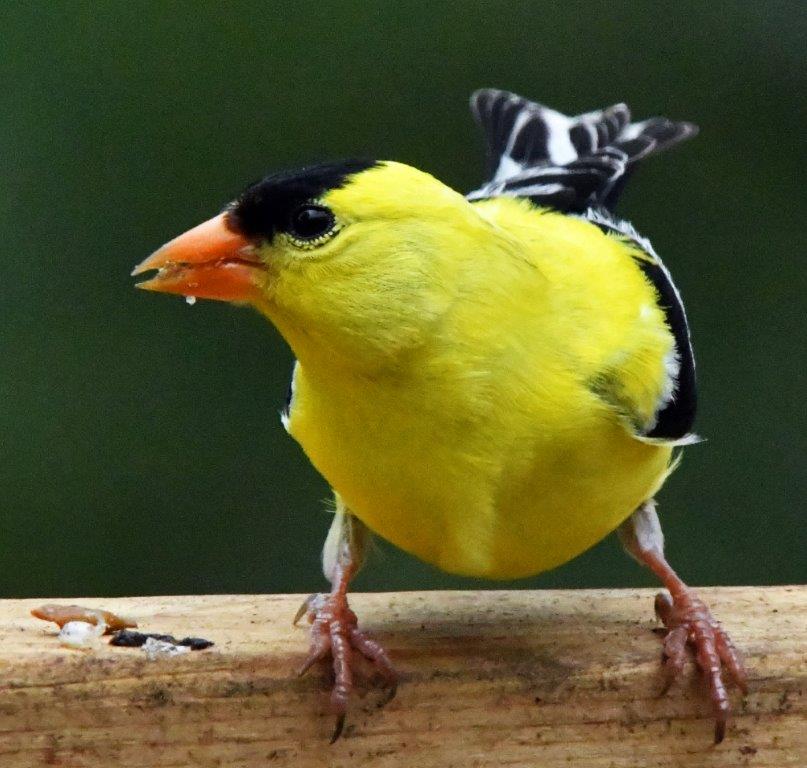 Goldfinch