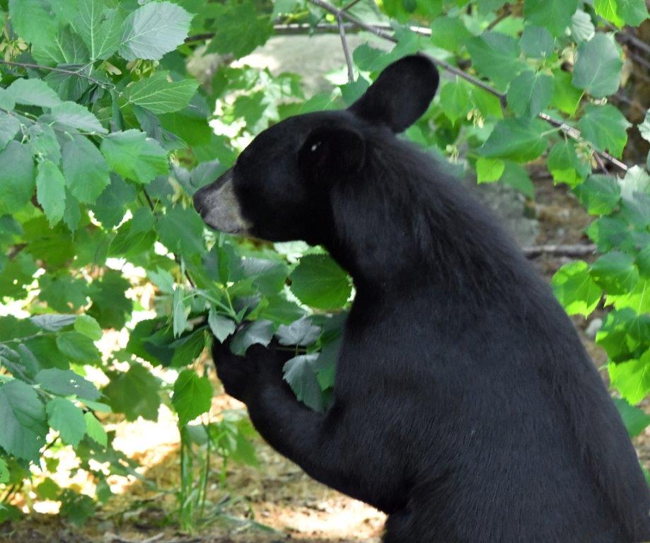 Joy looking at hazelnuts