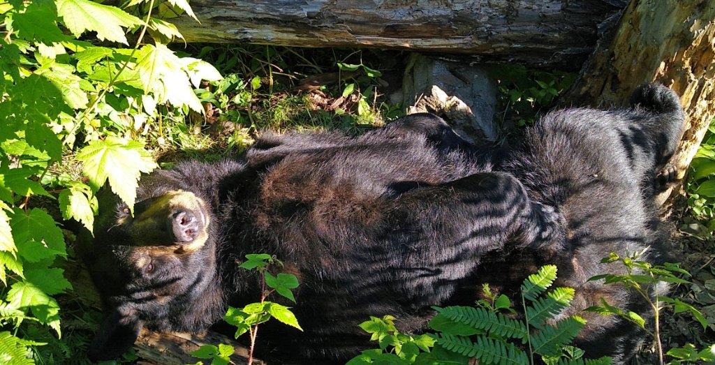 Lucky relaxing by Allison Garten