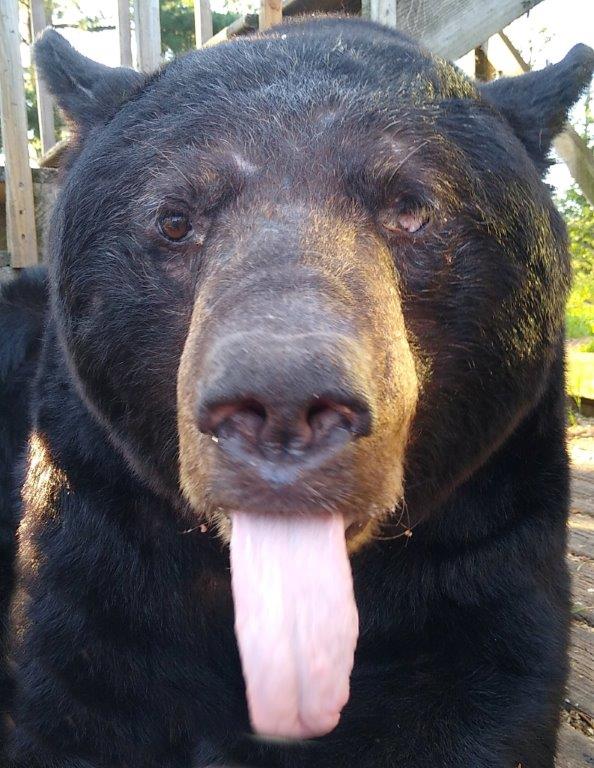 One-eyed Jack Allison Garten