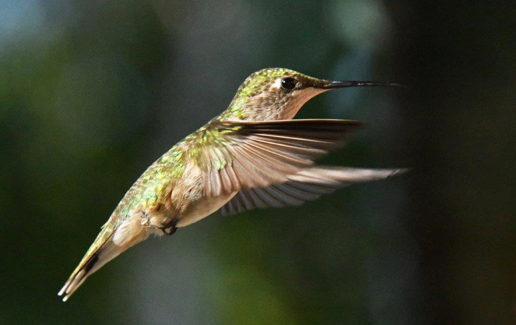Ruby-throated hummingbird