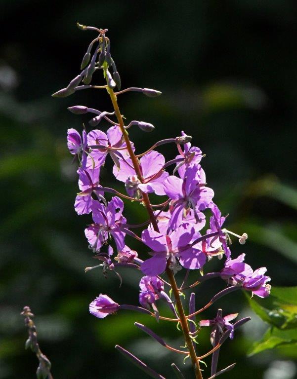 Fireweed