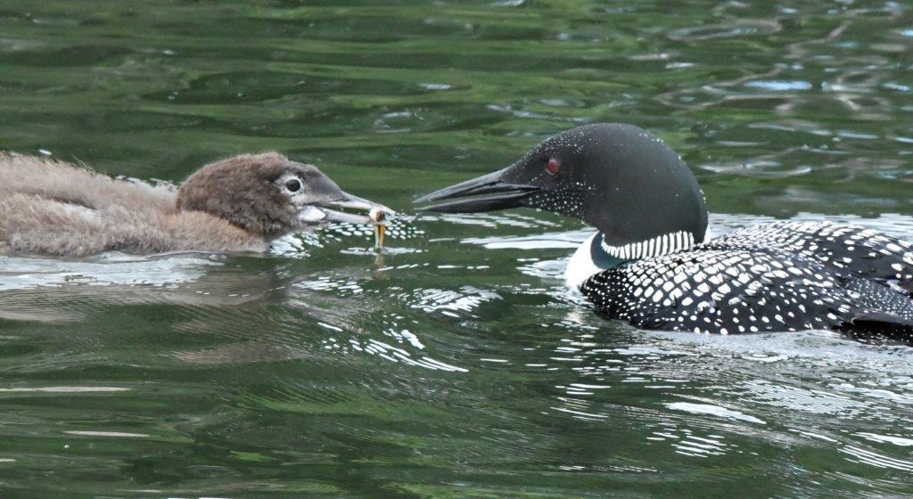 Loon feeding chick