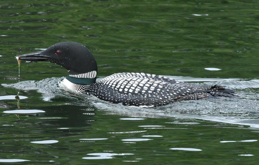 Loon with fish