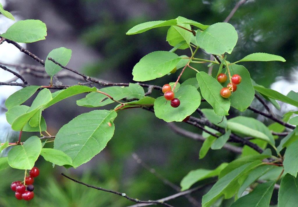 Chokecherries