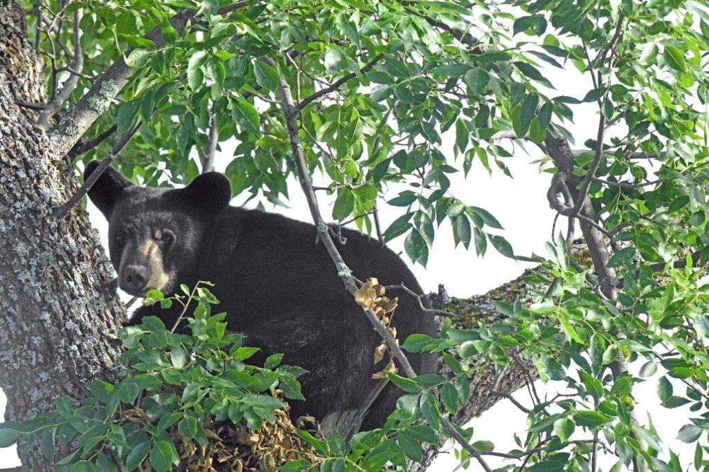 Bear in Whiteside Park