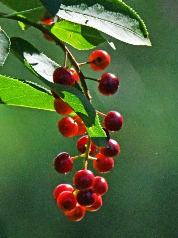 Chokecherries