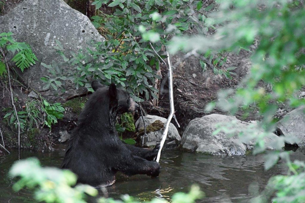 Bear and stick in pond
