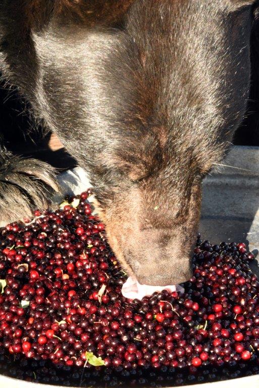 Braveheart eating chokecherries