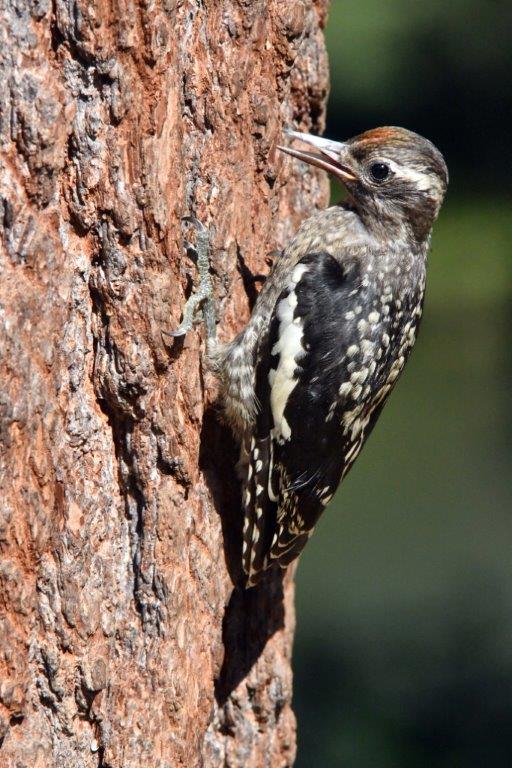Yellow bellied sapsucker