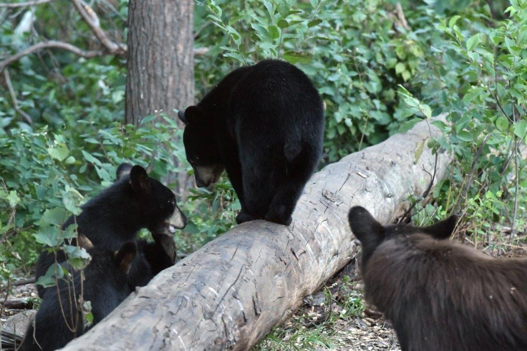 Cinnamon watching cubs