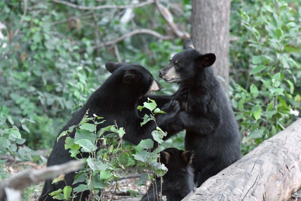 Cubs of different litters playing