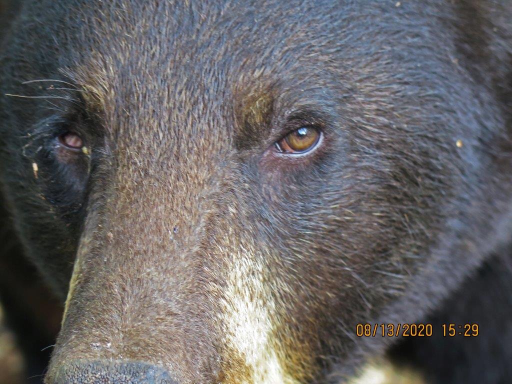 Cinnamon's right eye