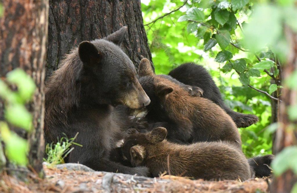 Cinnamon and cubs