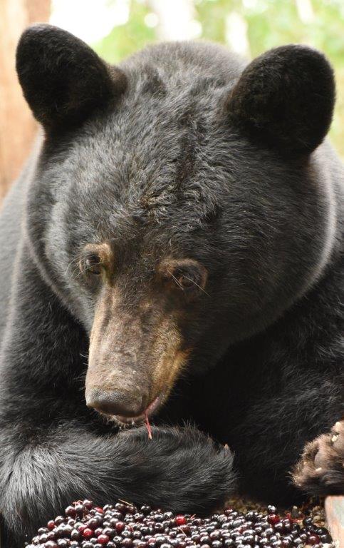 Bear eating chokecherries