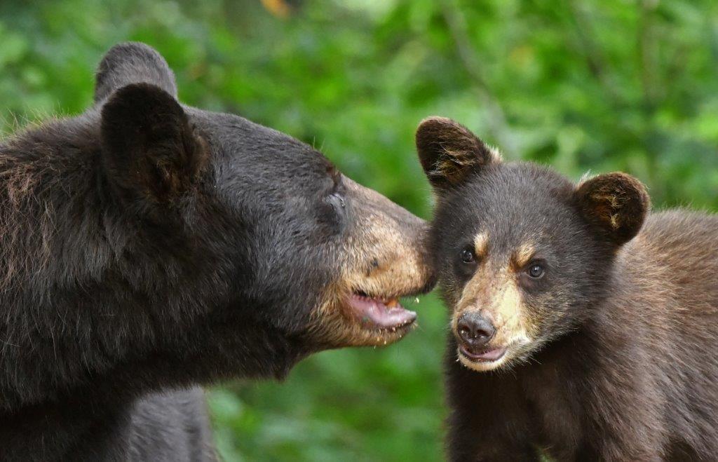 Cinnamon and cub