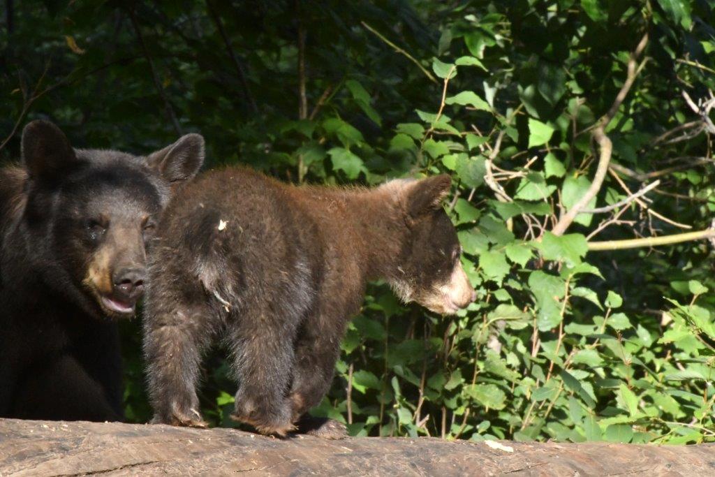 Cinnamons female cub