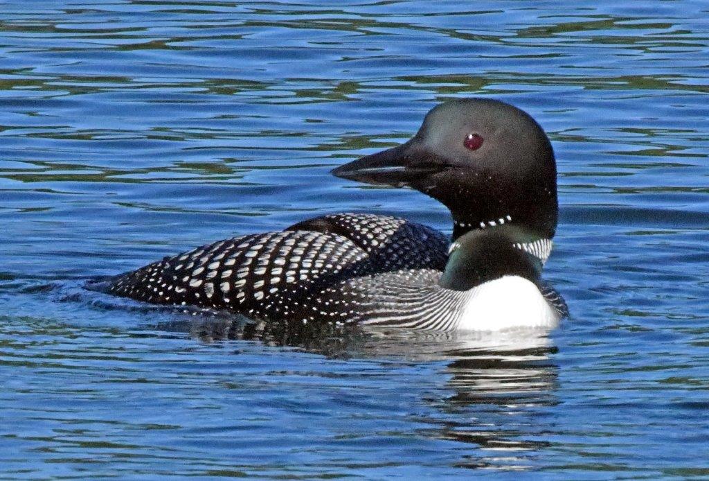 Loon