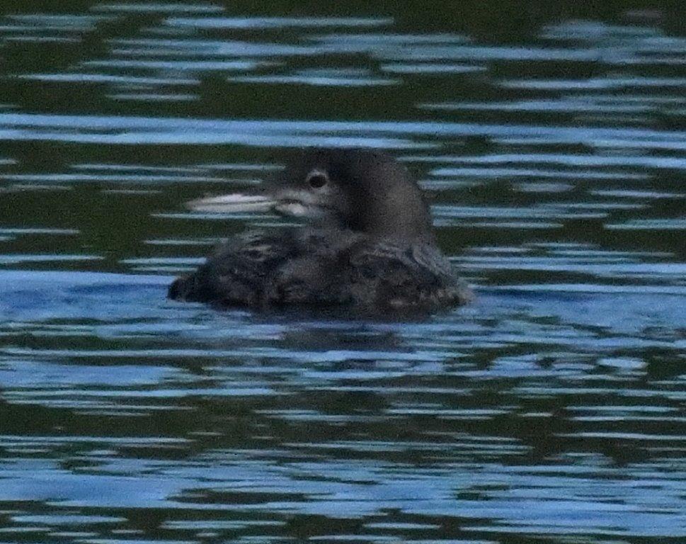 Loon juvenile