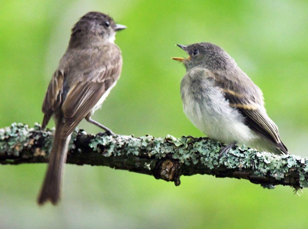 Phoebe with fledgling