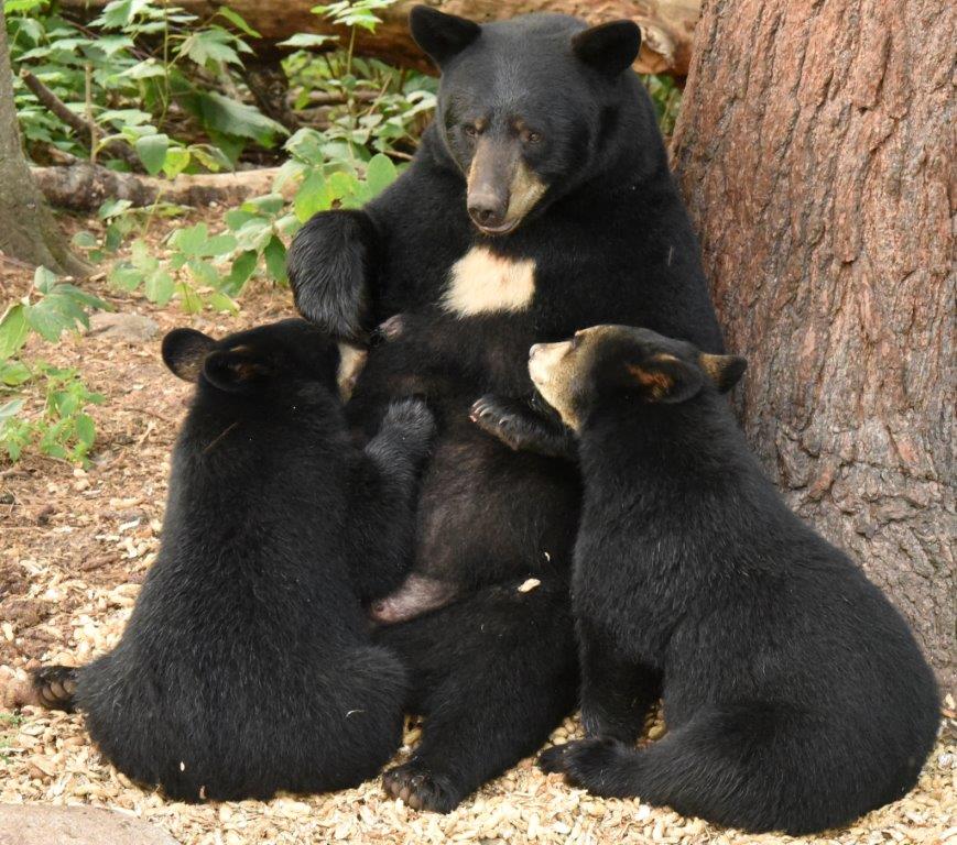 Ohio and 2 male cubs