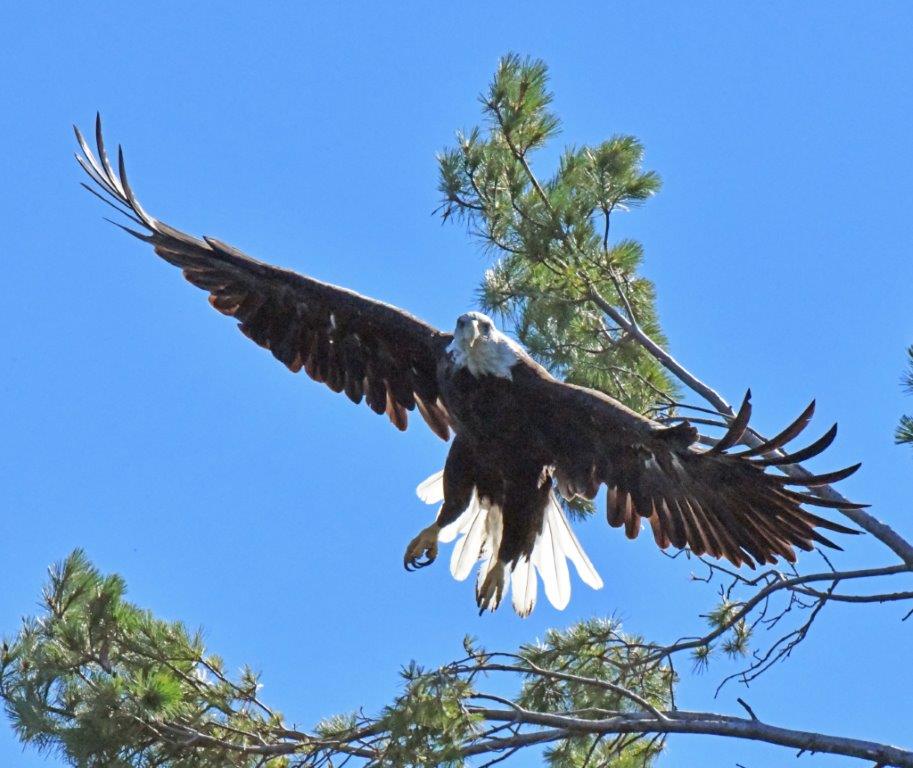 Bald Eagle