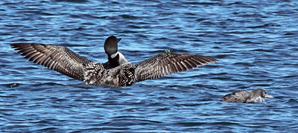 Loon and baby