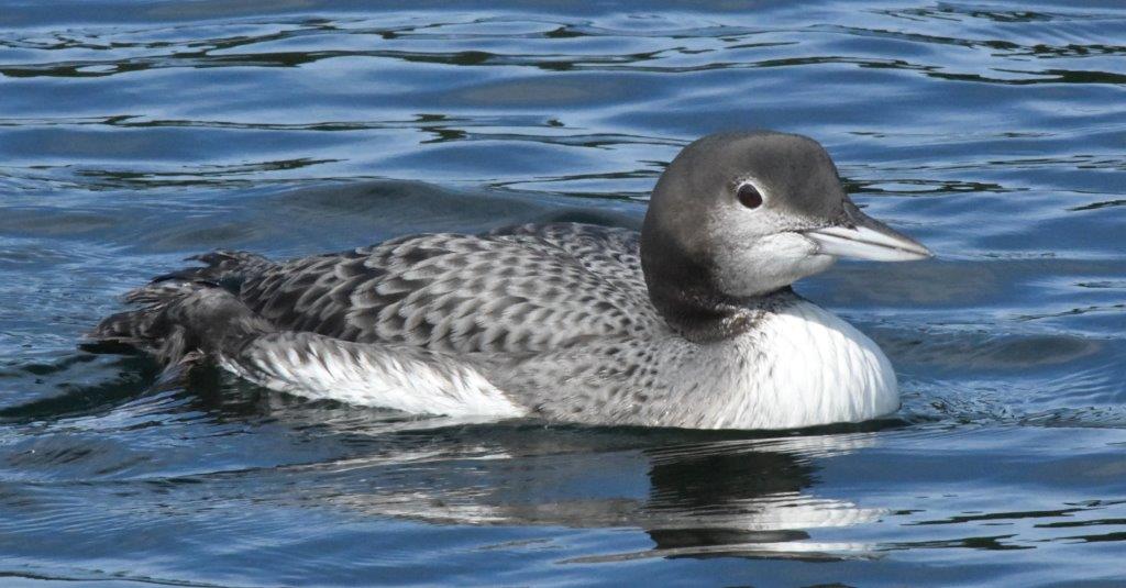 Loon Juvenile