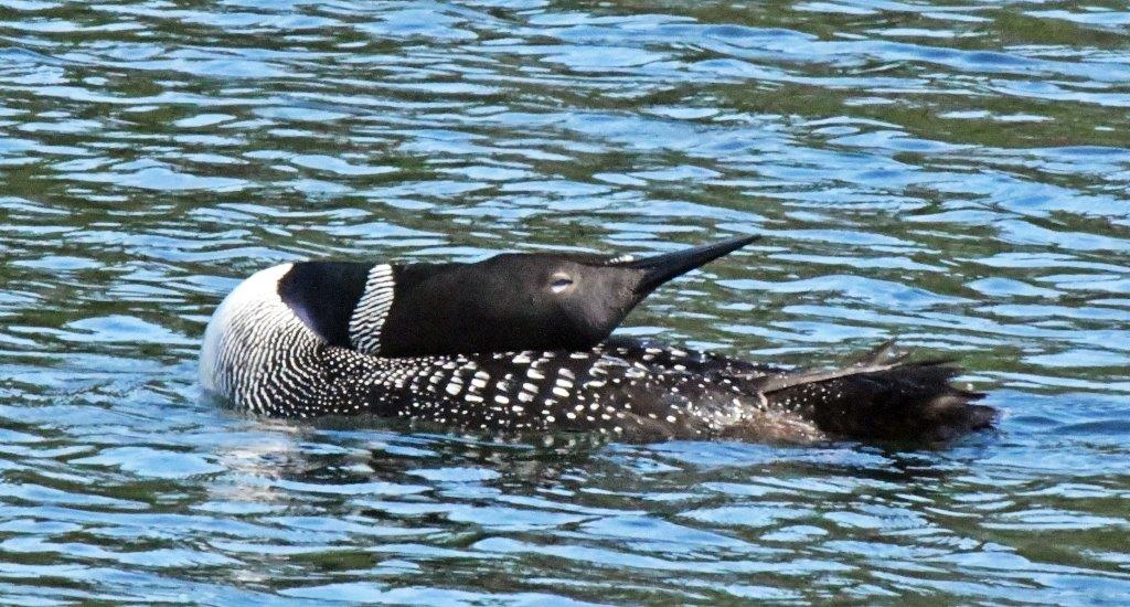 Loon preening