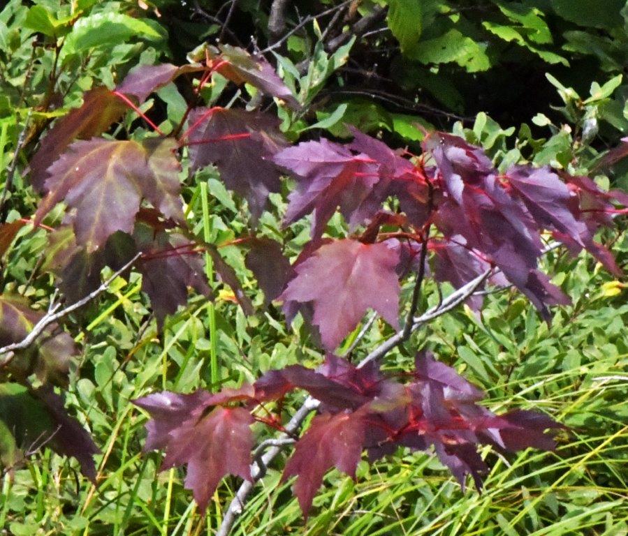 Red maple leaves
