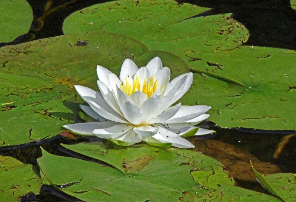 White Water Lily