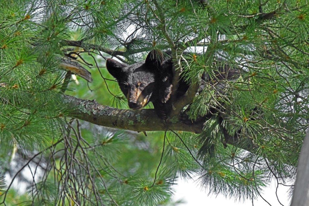 Kimani's female cub, Unna