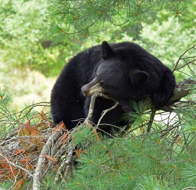 Yearling resting in WP