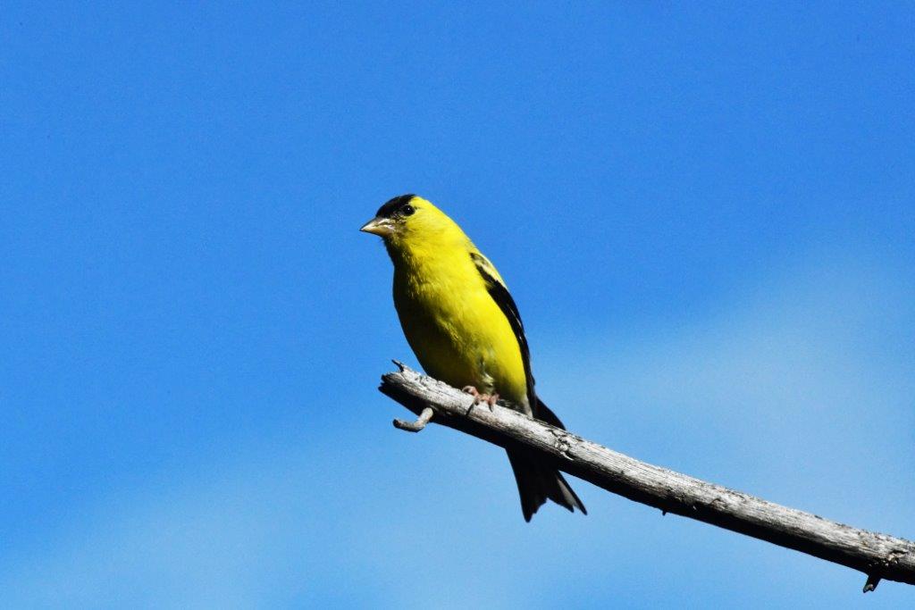 Goldfinch